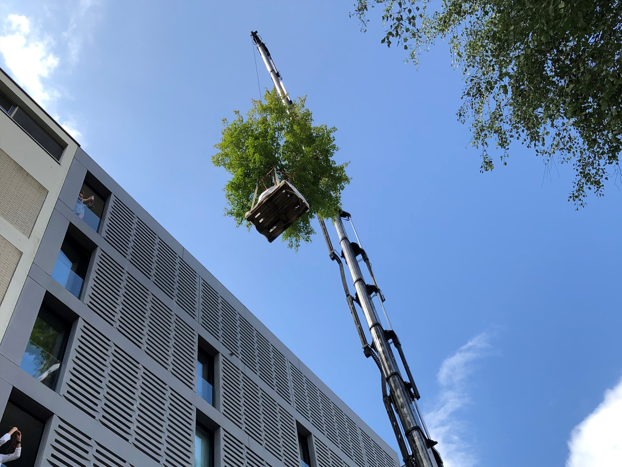 Terrassengestaltung - Installation mit Kran - Baum hängt am Kran in luftiger Höhe