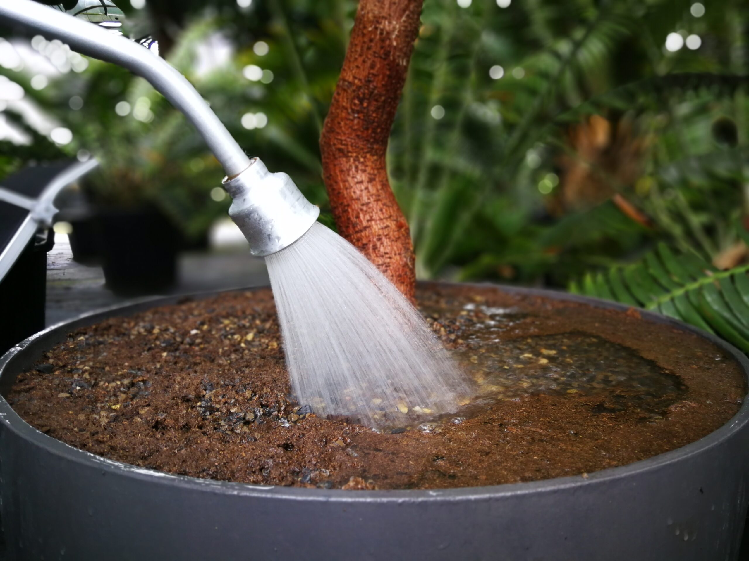 Bewässerung - Giessen von Hand