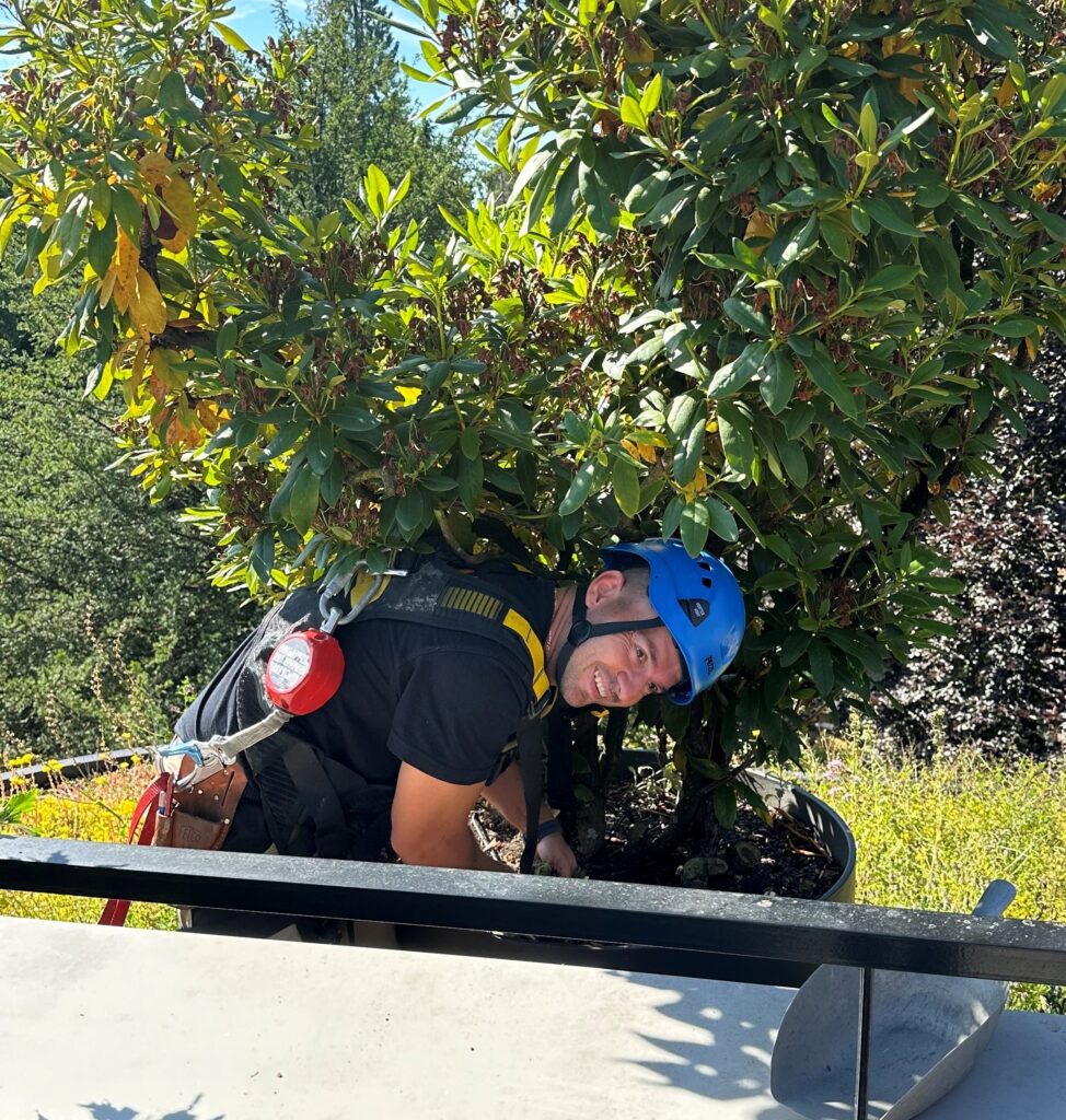 Pflanzenservice - Pflanzenpflege - Silvedes-Mitarbeiter in Aktion