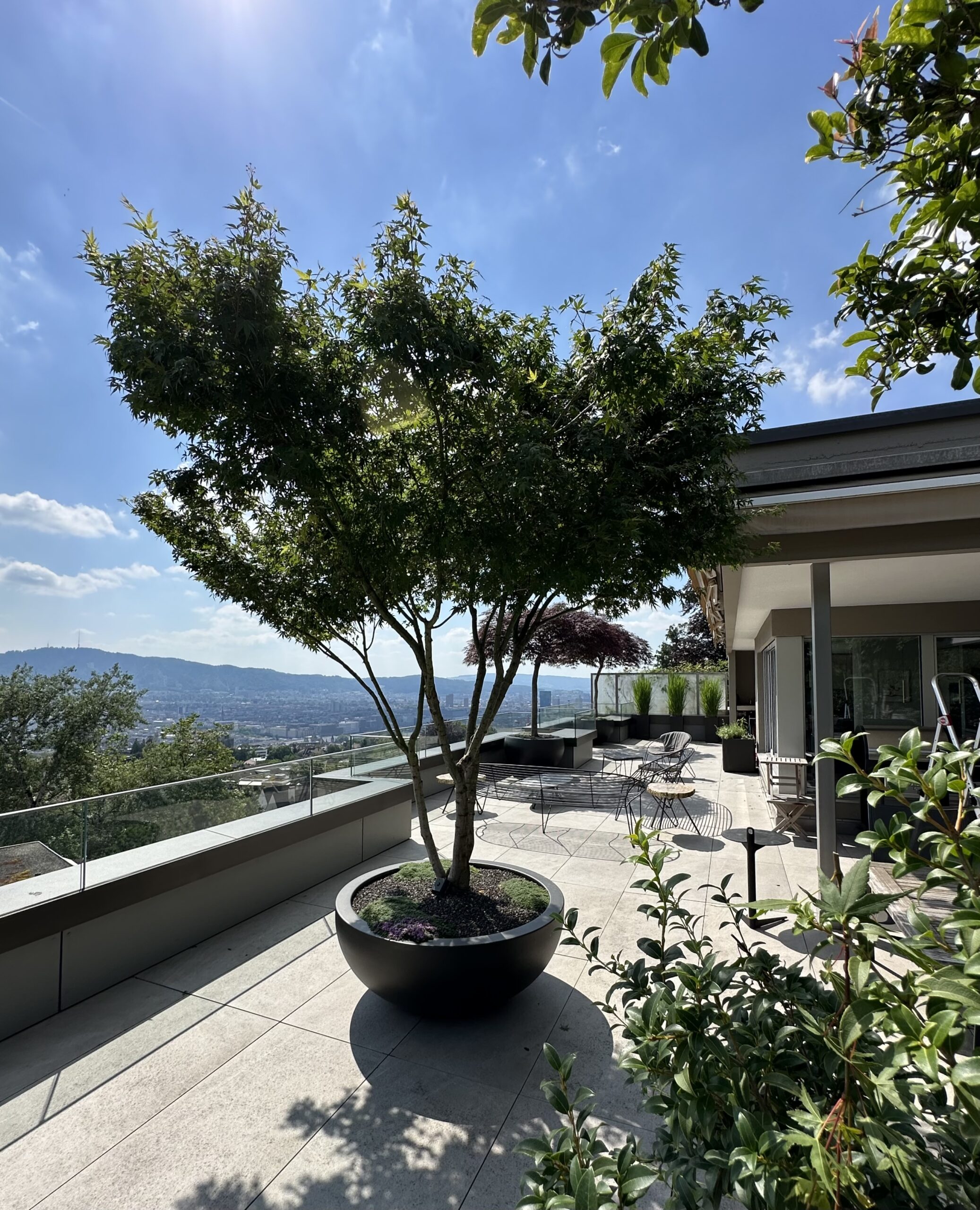 Acer palmatum als Schattenspender auf einer Terrasse