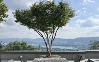 Acer palmatum Japnischer Fächerahorn als Terrassenbaum und Schattenspender