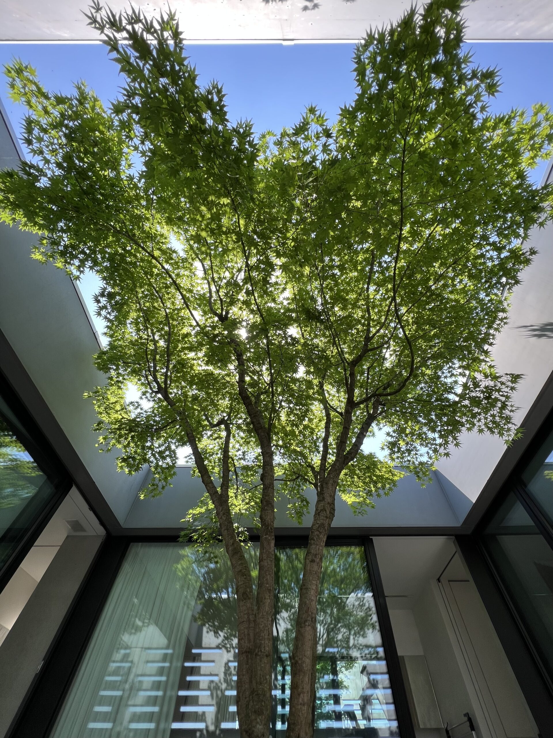 Atrium mit Japanischem Fächerahorn als Schattenbaum