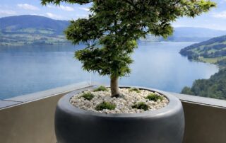 Acer palmatum 'Mikawa Yatsubusa' in Schale Alu