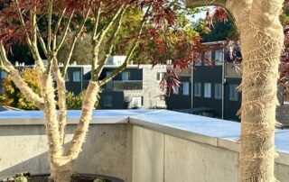 Japanische Fächerahorne mit Stammschutz aus Jute - Terrassenbäume