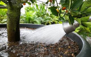 Pflanzgefäss wird von Kübelpflanze wird mit Giessbrause fachgerecht gegossen