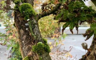 Japanischer Faecherahorn mit Moos am Stamm